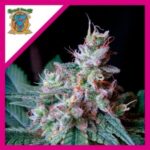 SWEET SEEDS CREAM CARAMEL 3+1  FEM