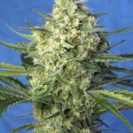 Sweet Seeds Jack 47 XL Auto® 3+1