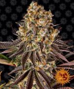 Barney’s Farm  GELATO #45™X3