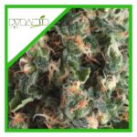 PYRAMID SEEDS Super OG Kush Auto 3+1