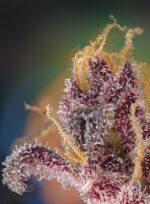 SWEET SEEDS Black Muffin F1 Fast Version 3+1 - Imagen 3