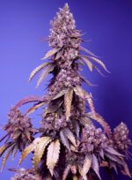 SWEET SEEDS Black Muffin F1 Fast Version 3+1 - Imagen 2